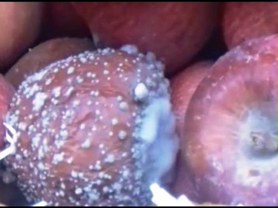 Дагестанские инспекторы  обнаружили в Иранских яблоках бурую гниль