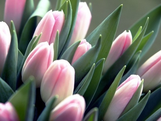 В марте в Крыму пройдет Парад тюльпанов