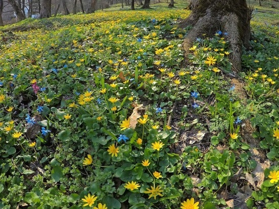 Молодые экоактивисты Железноводска будут защищать первоцветы