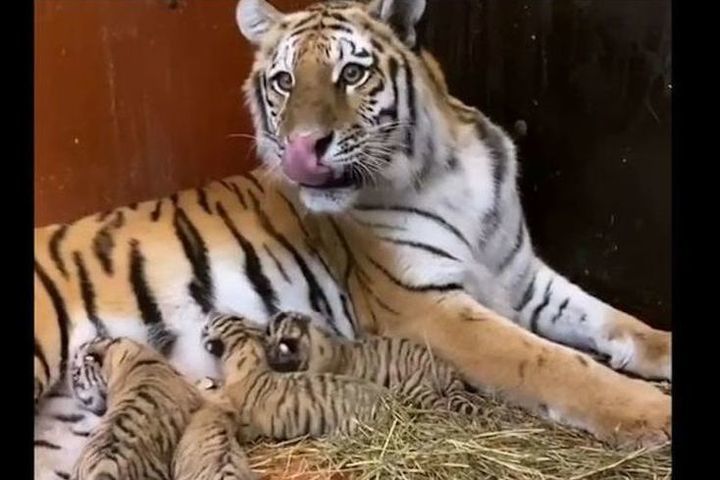 Как рожает тигр. Как рожает тигр. Как рожает тигр. Тигрята в цирке. Тигр в ереванском зоопарке.