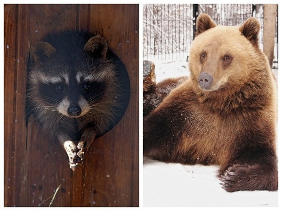 В Новосибирском зоопарке проснулись медведи и еноты