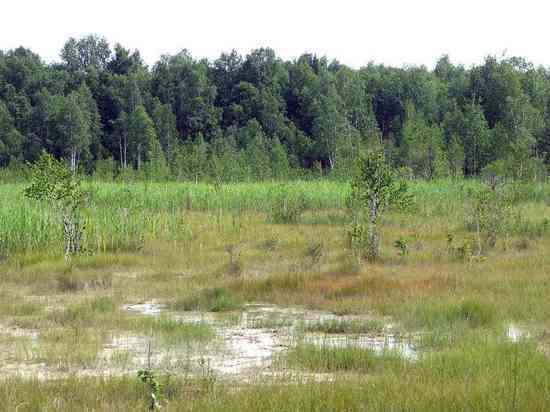 Тайны Кокуйского болота