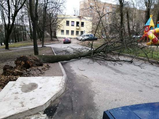 В Смоленске за ночь и утро упало с десяток деревьев