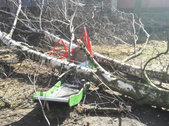В Рязани на детскую площадку упала береза