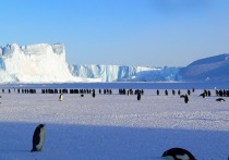 Единственным материком, на котором не были зафиксированы случаи заражения коронавирусной инфекцией, назвали Антарктиду