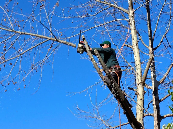 Как правильно обрезать взрослые и стареющие деревья, узнали волгоградцы