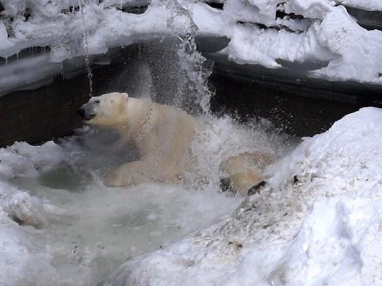 В Новосибирском зоопарке белым медведям дали воду