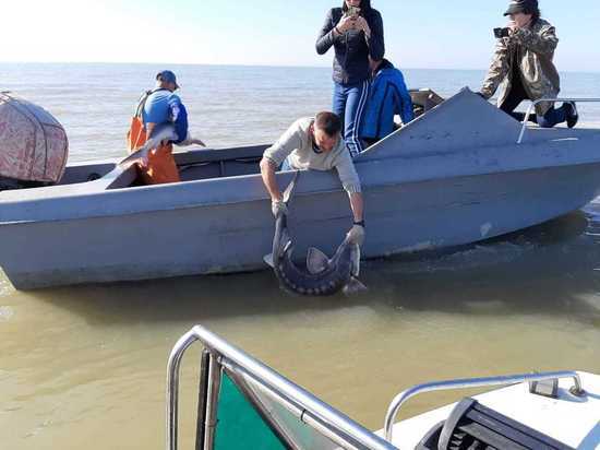 В Азовское море выпустили краснокнижных белуг