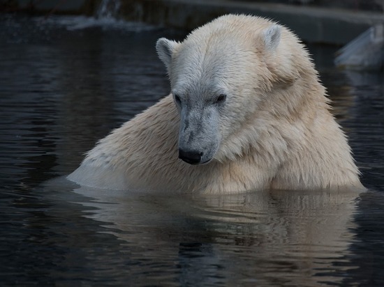 Белый медведь устроил себе экскурсию в порту Сабетта
