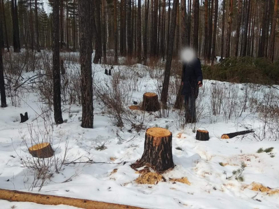 «Черные лесорубы» в Забайкалье спилили деревья почти на миллион рублей