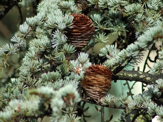 Гималайский кедр и амурский бархат высадят в 204-ом квартале Ставрополя