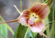 Редкая Орхидея-обезьянка, или Дракула гигантская  (Dracula gigas), расцвела в Ботаническом саду МГУ "Аптекарский огород"