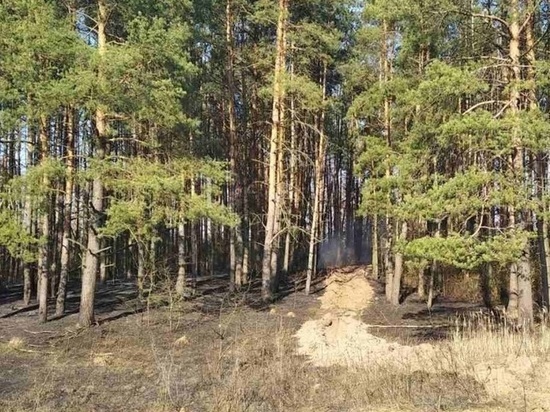 В Брянской области потушили лесной пожар