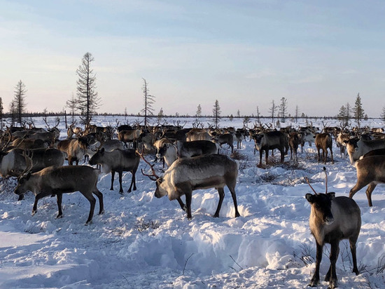 Предприятия Ямала начали готовиться к отелу северных оленей