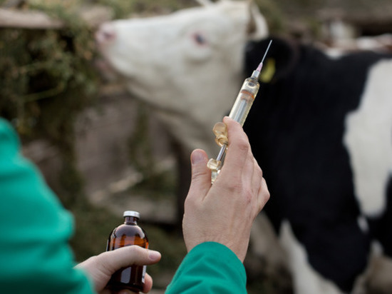 В Ростовской области выявлены более 80 заболевших бруцеллезом коров