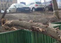 Упавшее дерево придавило женщину в центре Москвы