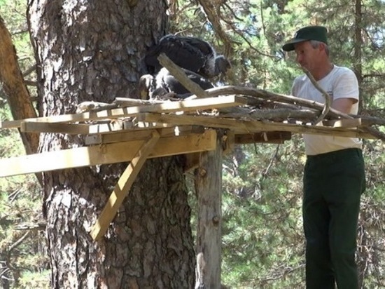 Орнитологи Забайкалья из-за пожаров построят платформы для гнезд аистов