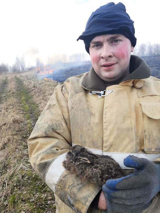 Под Смоленском при тушении горящей травы был спасен зайчонок