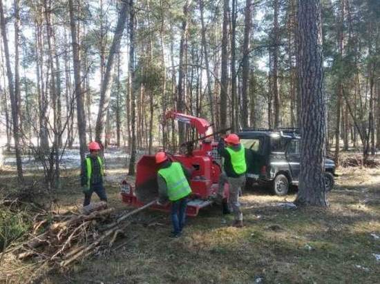 Сезонные санитарные вырубки начались в лесах Серпухова