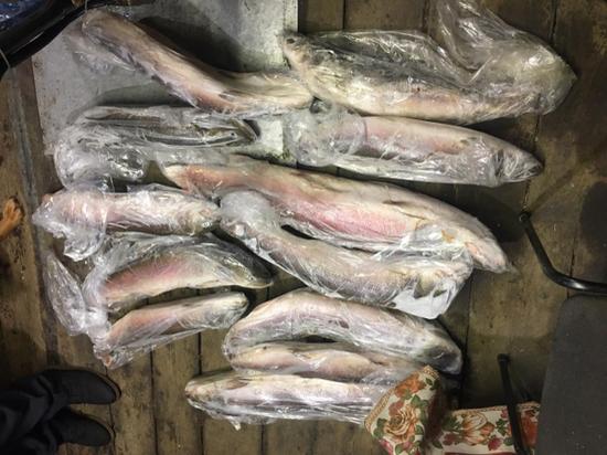 На Сахалине за вылов краснокнижной рыбы задержан браконьер