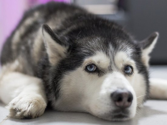 Мошенники обманывают кузбасских любителей собак