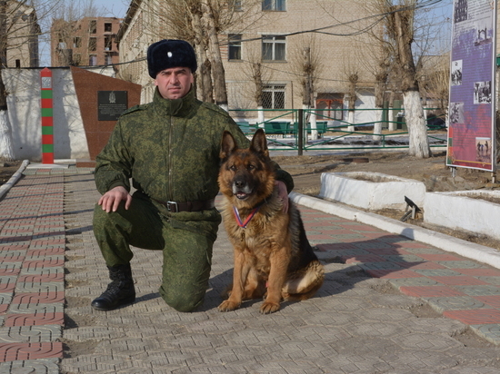 Пограничный пес Жом из Забайкалья стал лучшим в международном рейтинге