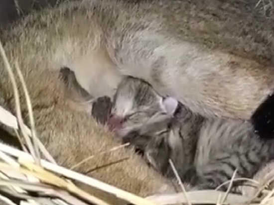 Животные барнаульского зоопарка показали своих «мимишных» детенышей