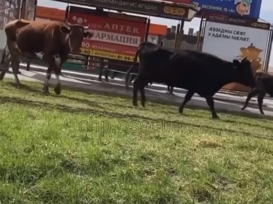 В Северной Осетии зафиксирована волна «коровавируса»