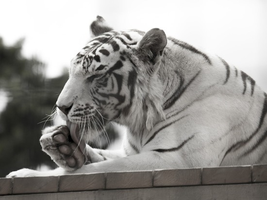 Цирковые тигры могут погибнуть из-за карантина в Хабаровске