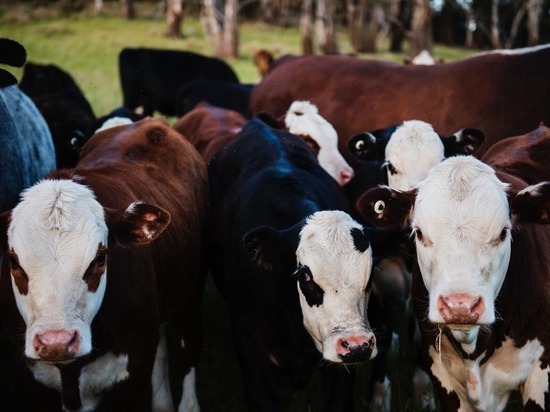 Производство скота и птицы в Марий Эл выросло на 8%