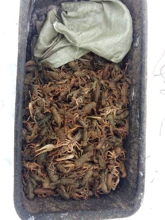 В Татарстане браконьер выловил более 470 раков