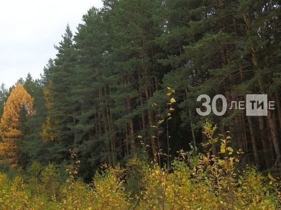 В Татарстане по нацпроекту восстановили 2,5 тысяч га леса