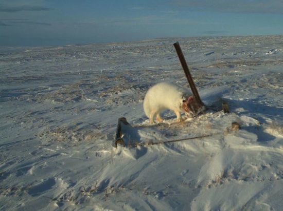 Песцы, лиса и ворон стали героями фотосессии ученых на Ямале