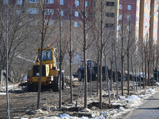 Вдоль Большого казанского кольца высадят клёны и липы