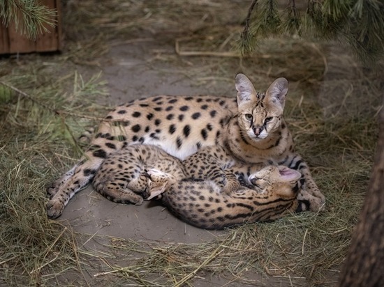 В Новосибирском зоопарке родились длинноногие ушастые котята