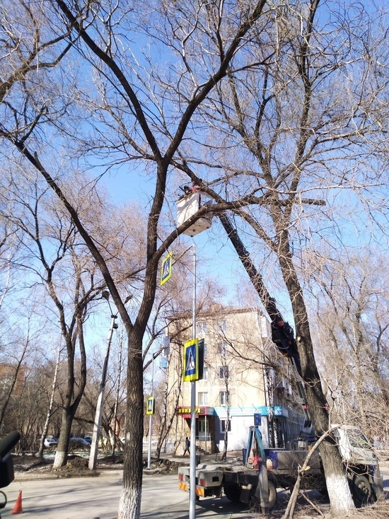 Сергей Кузнецов пояснил, почему в городе обрезают деревья