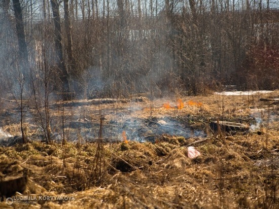 Добровольных лесных пожарных Карелии будут обучать онлайн