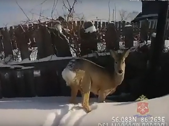 Дикая косуля заблудилась в огороде анжеро-судженки