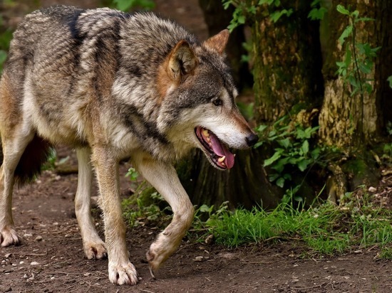 В Смоленском Поозерье волки открыли охоту на домашних собак