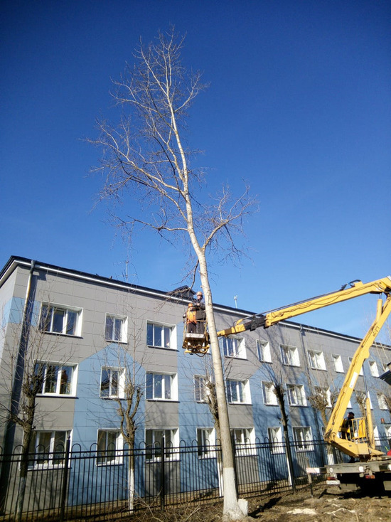 В Серпухове начали кронировать деревья