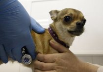 С 28 марта в Москве временно приостанавливают работу выездные прививочные пункты для вакцинации домашних животных против бешенства, но привить своего питомца можно будет на дому и бесплатно