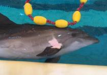 В Иране из–за введенного карантина по коронавирусу застряли российский ветеринар и дельфин-афалин Кася