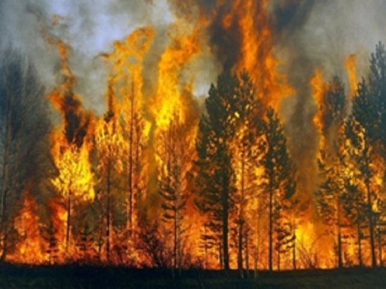 В Калужской области за неделю выгорело более 14 га леса