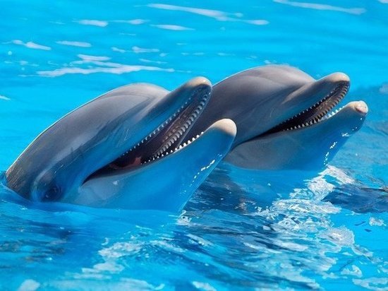 В челнинском дельфинарии возникла реальная угроза для здоровья животных.