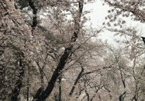 В японской столице Токио впервые за 10 лет в конце марта выпал снег