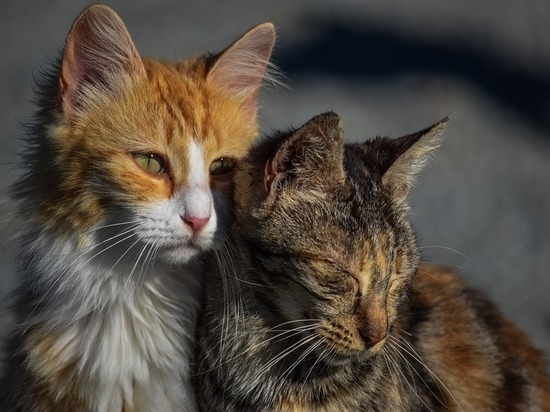 В Ноябрьске неизвестный угрожает волонтерам расправой над кошками
