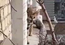 Дикий кустарниковый кот сервал наведался воскресным утром к жильцам квартиры одного из домов в Южнопортовом районе