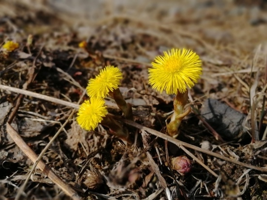 Фотофакт: в Петрозаводске заметили первую мать-и-махечу