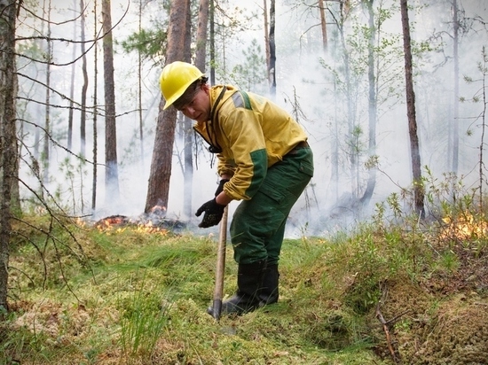 Почти 40 поджигателей леса задержали в Забайкалье
