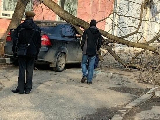 В кировском дворе дерево рухнуло на машину